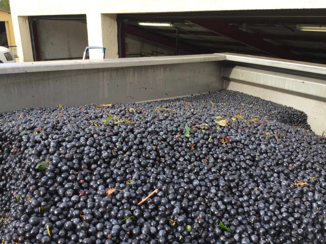 thumbnail_syrah 2015